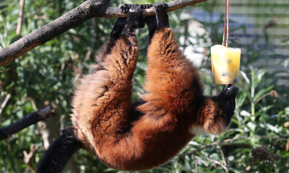 A red ruffed lemur with a fruit filled ice block.