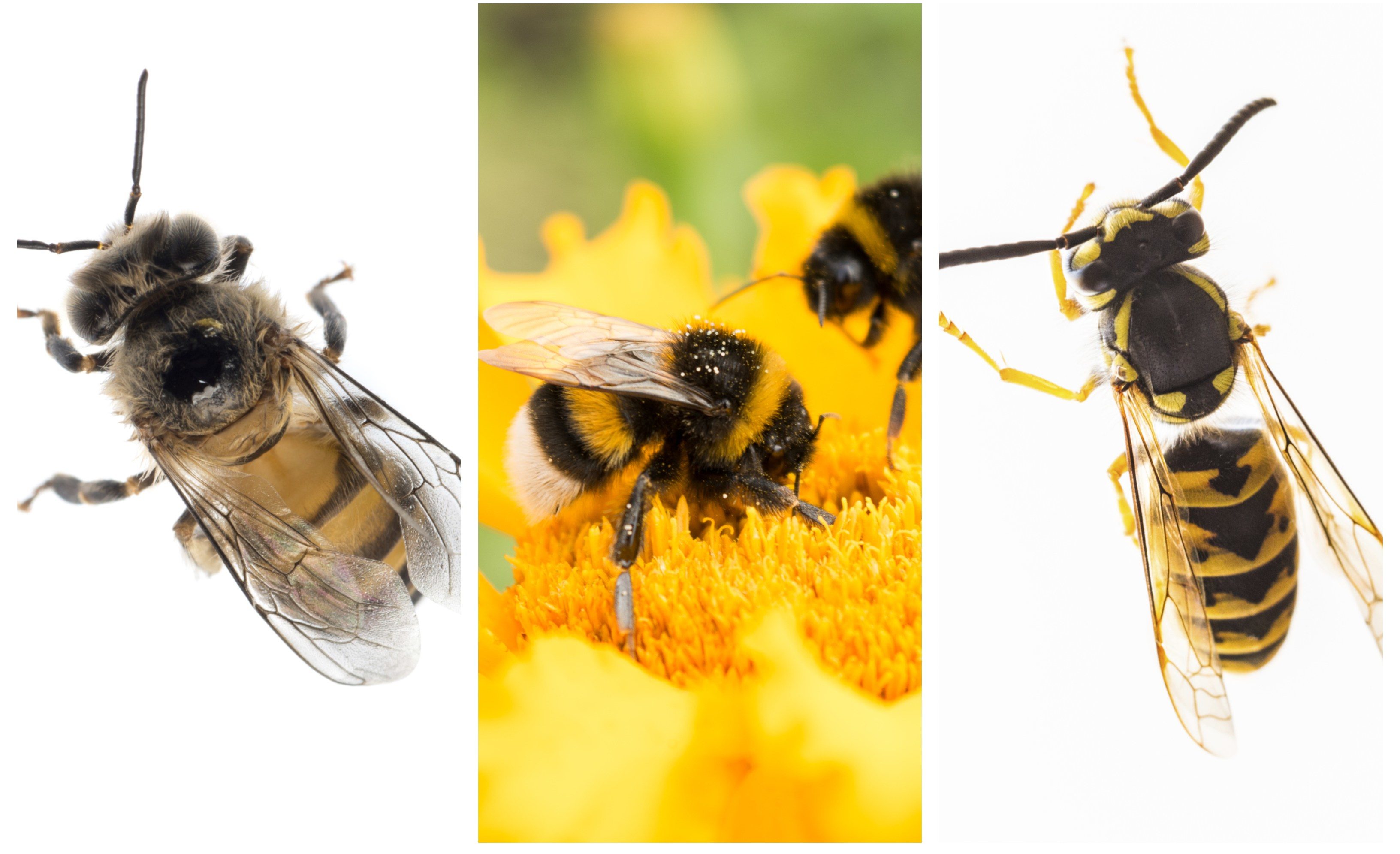 L-R: A honey bee, a bumble bee and a wasp.
