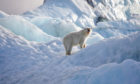 A polar bear in its natural environment.
