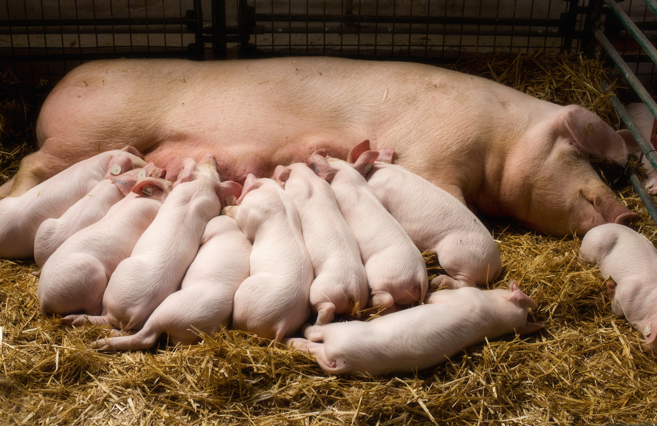 Pig producers are not benefitting from the global rise in prices