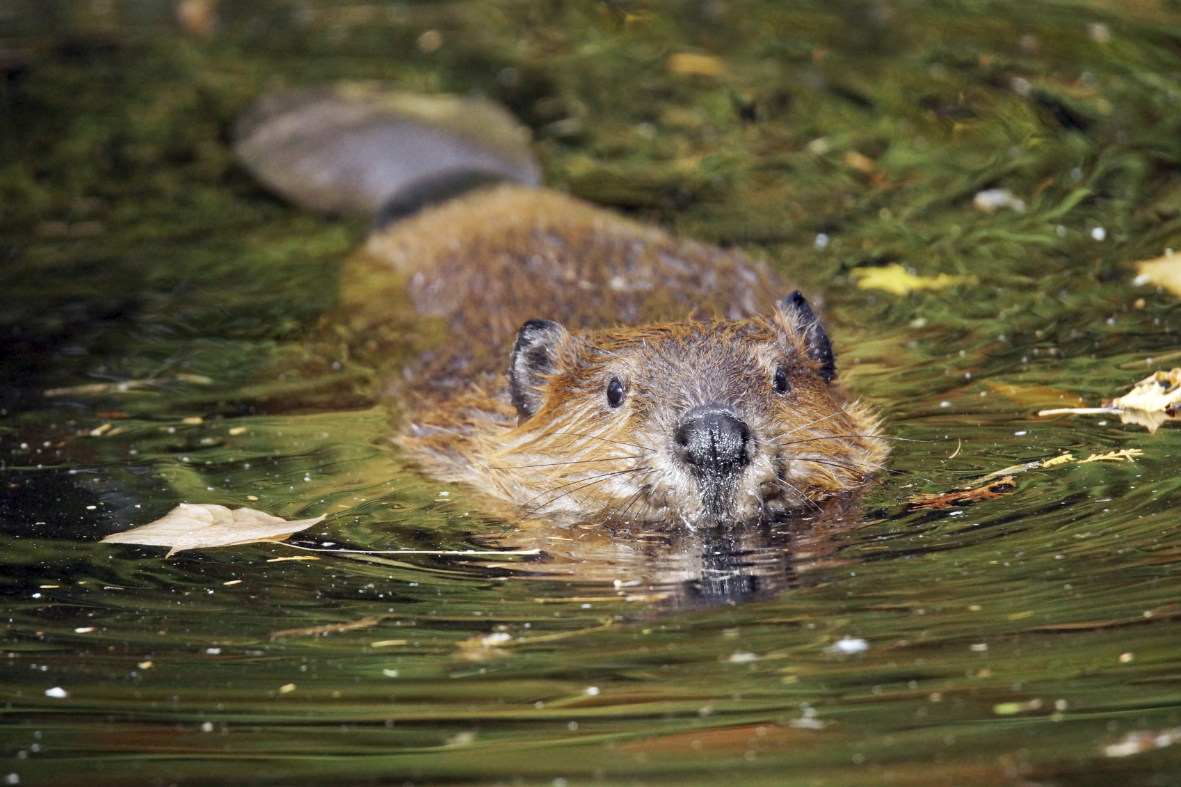 Beavers can have negative impacts  in highly productive agricultural areas.