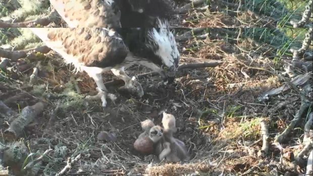 Lassie with the three chicks hatched in 2019.