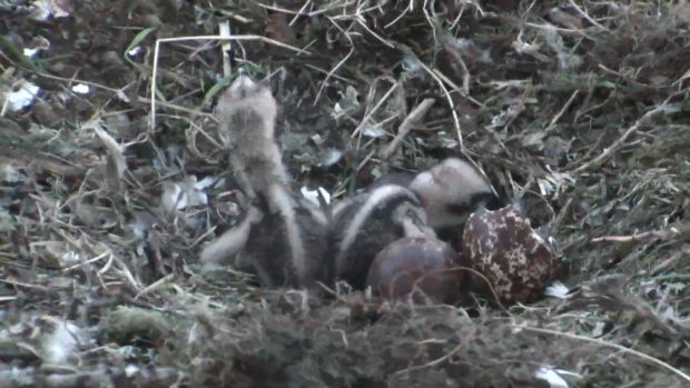 The second chick has hatched near Dunkeld.