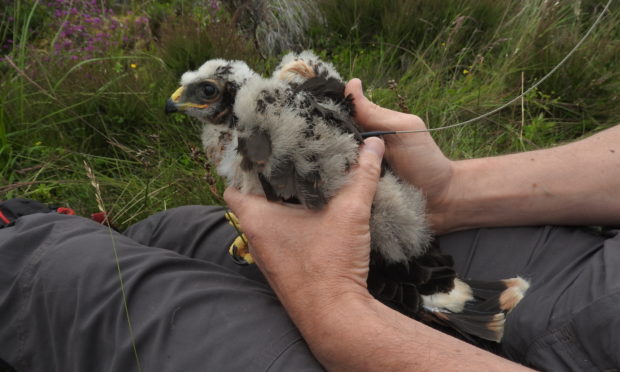 Hen Harrier Rannoch as a chick in 2017