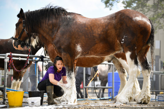 Exhibitors prepare stock ahead of judging at The Royal Highland Show.