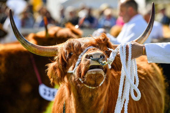 Show cattle were looking their best at Ingliston but the beef industry is “screaming blue murder” over falling prices.