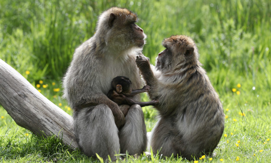 Three week old Barbary macaque Daisy in the arms of her dad Oliver with mum Coral at Blair Drummond Safari Park near Stirling. Unlike other types of macaque, male Barbary macaques share the parenting and help to rear their young.