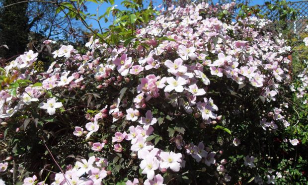 Clematis montana