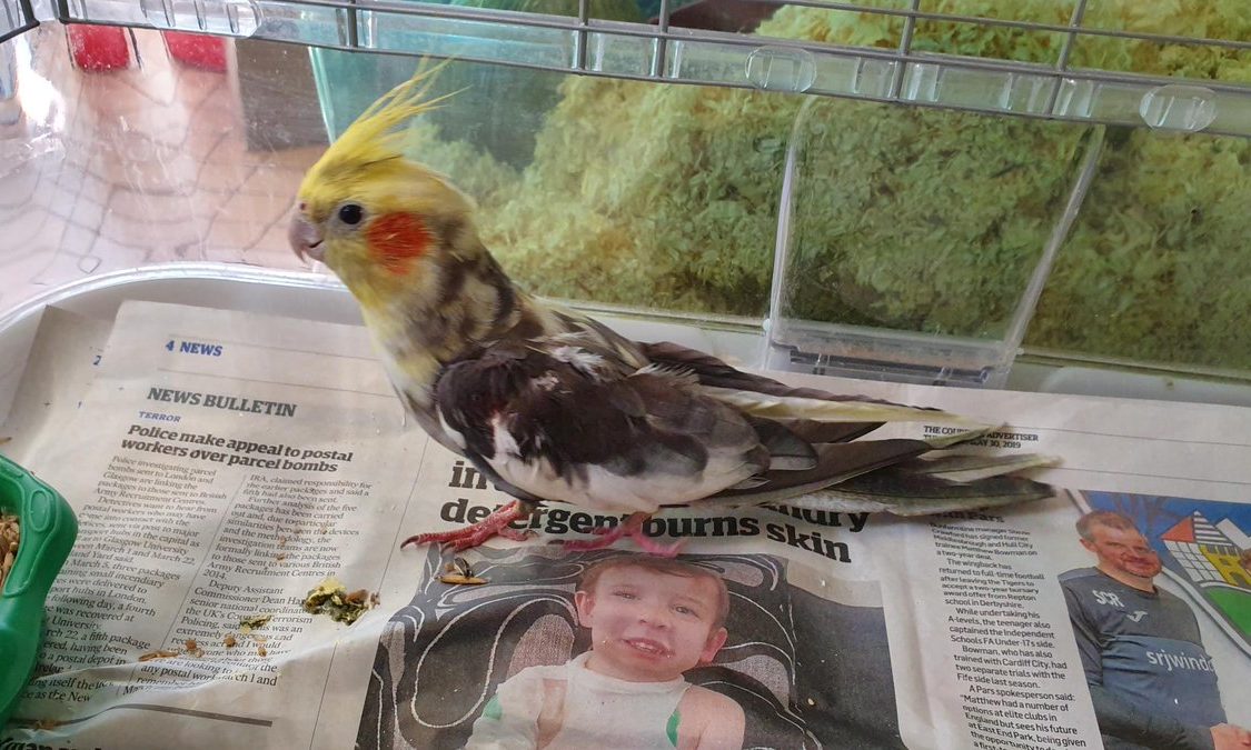 The cockatiel was rescued in Kirkcaldy.
