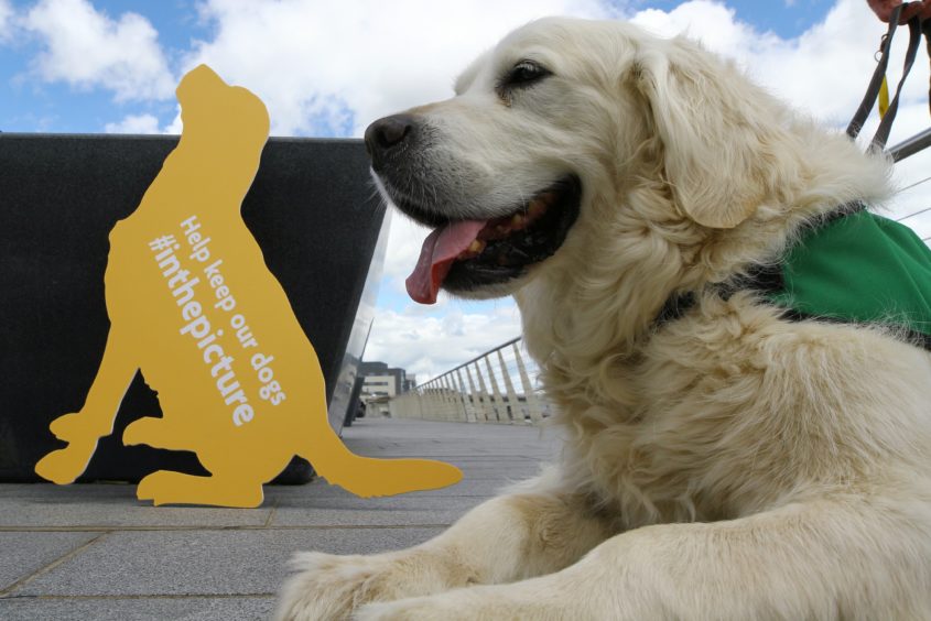 An assistance dog in Dundee.