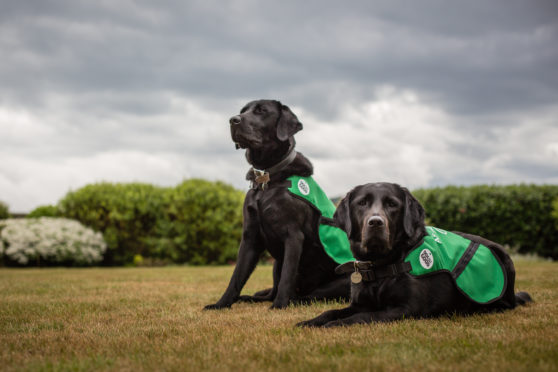 Some of the assistance dogs offered to people with dementia.