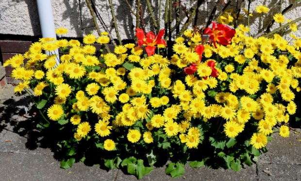 Doronicum Little Leo with Tulip Abba