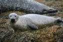 A junior harbour seal.