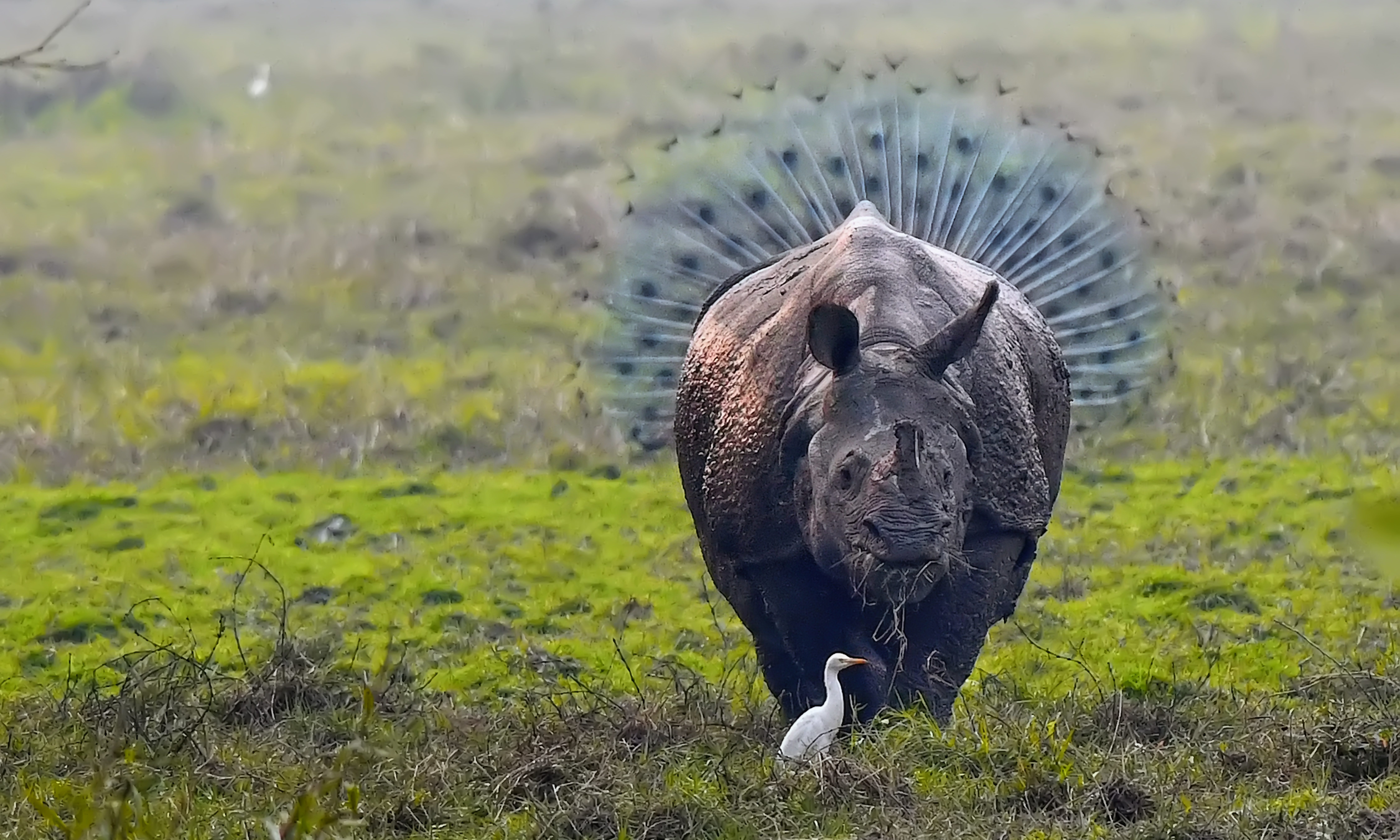 Rhinopeacock