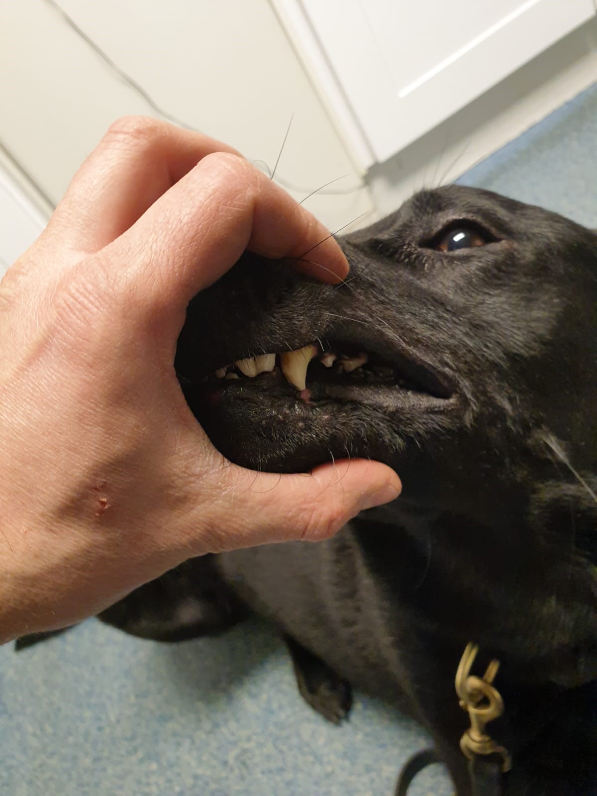 Police dog gets titanium tooth fitted after domestic abuser bit animal