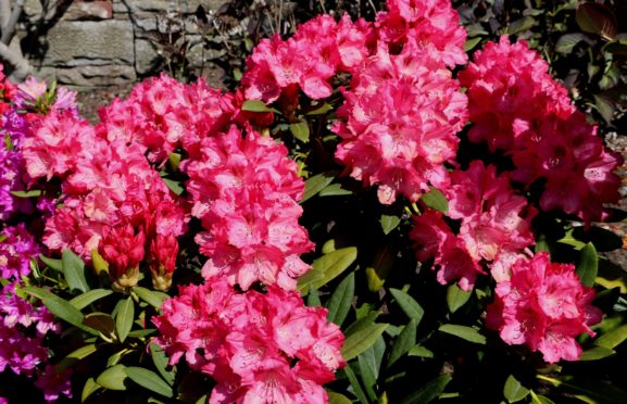 Rhododendron Sneezy