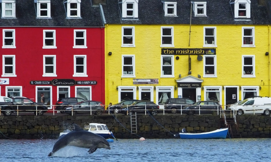 A Bottlenose dolphin in Tobermory Harbour, Scotland, as a whale trail described as the first of its kind in the UK has launched along the west coast of Scotland. The Hebridean Whale Trail is connecting more than 30 destinations giving more opportunities to spot whales, dolphins and porpoises.