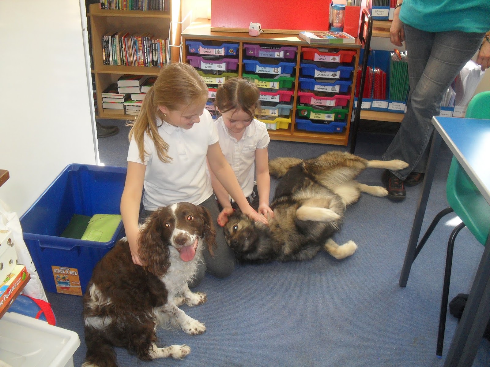 VIDEO A Perthshire school has dogs as classmates...and they