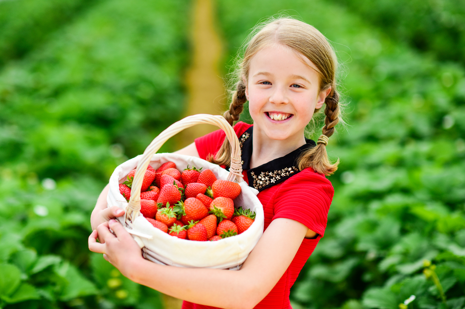 Carys Melton, 9, from Edinburgh, enjoys strawberry picking at Bruce Farm, Meigle.