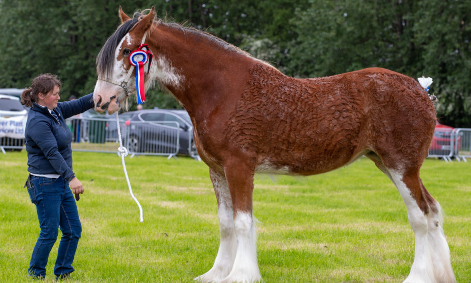 Charlotte Young with her champion Clydesdale Horse at the West Fife Show.