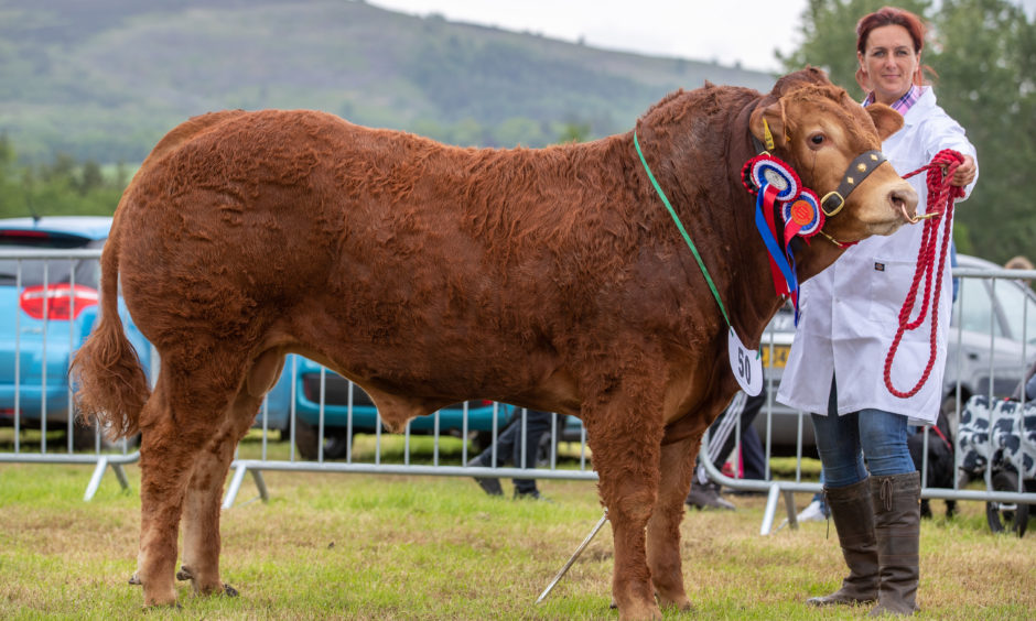 Kim Brown with the champion British Limousin "Reid's Orion".