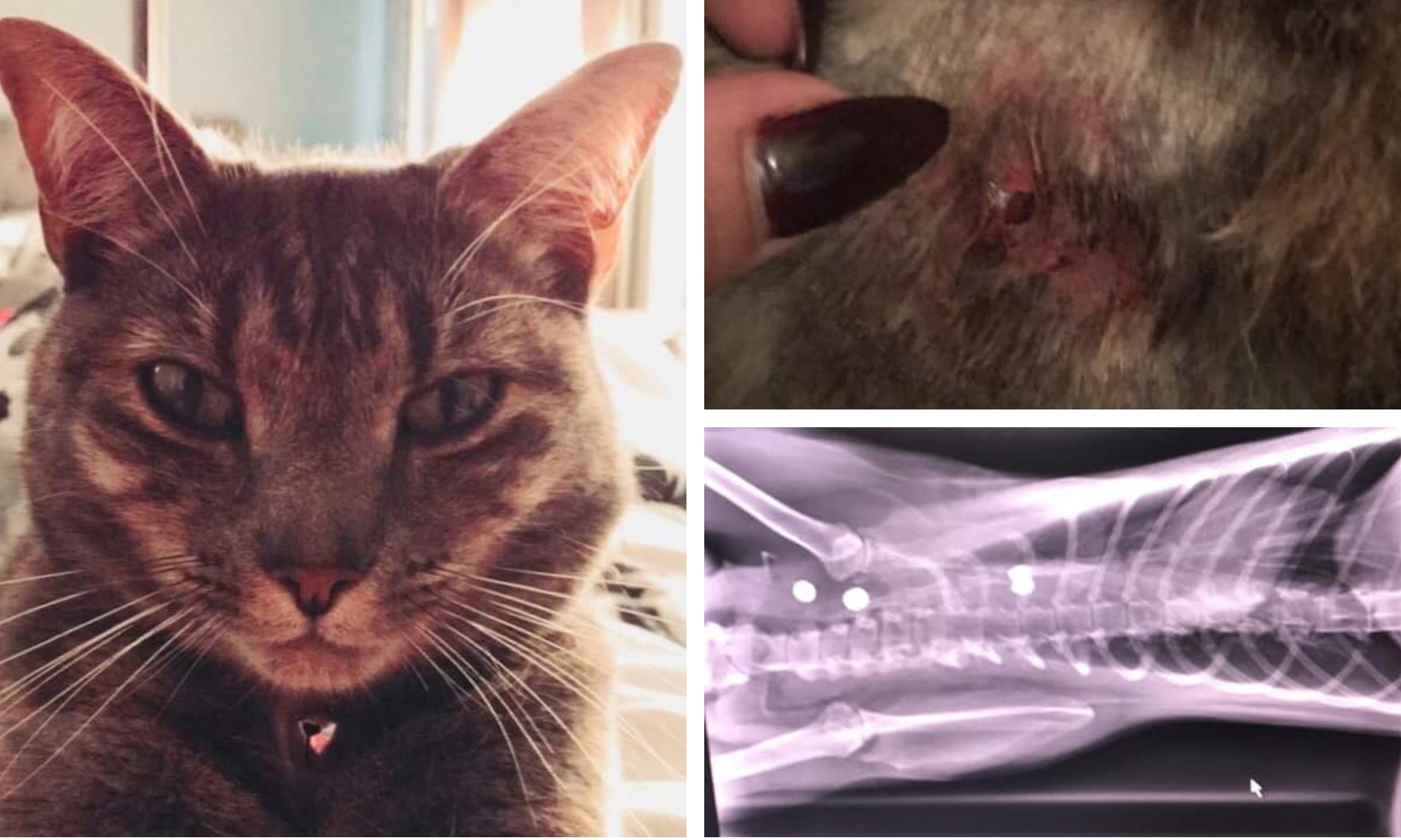 Bella the cat is said to have been shot four times.