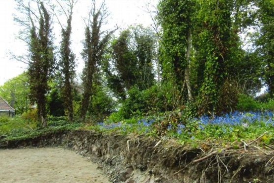 Part of the garden where trees were felled.