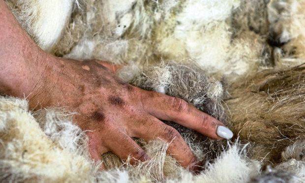 Lucy stacking fleeces, Amulree, Perthshire.