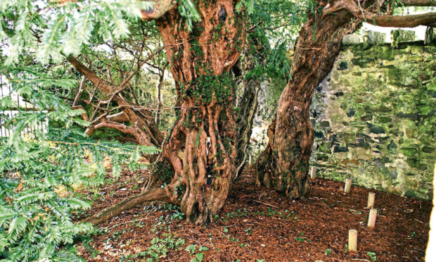 The Fortingall Yew.