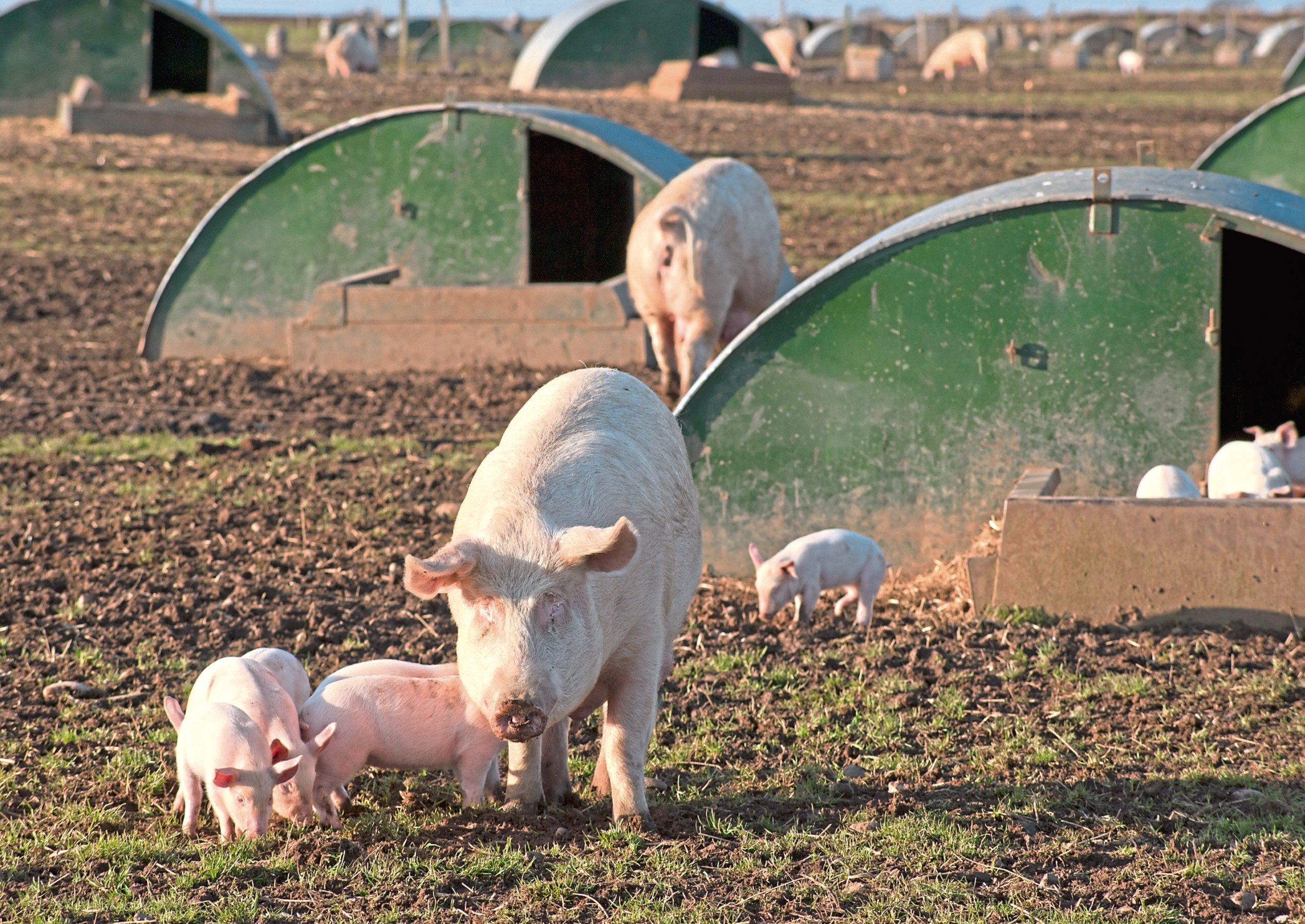 The risks are said to be especially high for outdoor pig producers who have rights of way passing through their land.