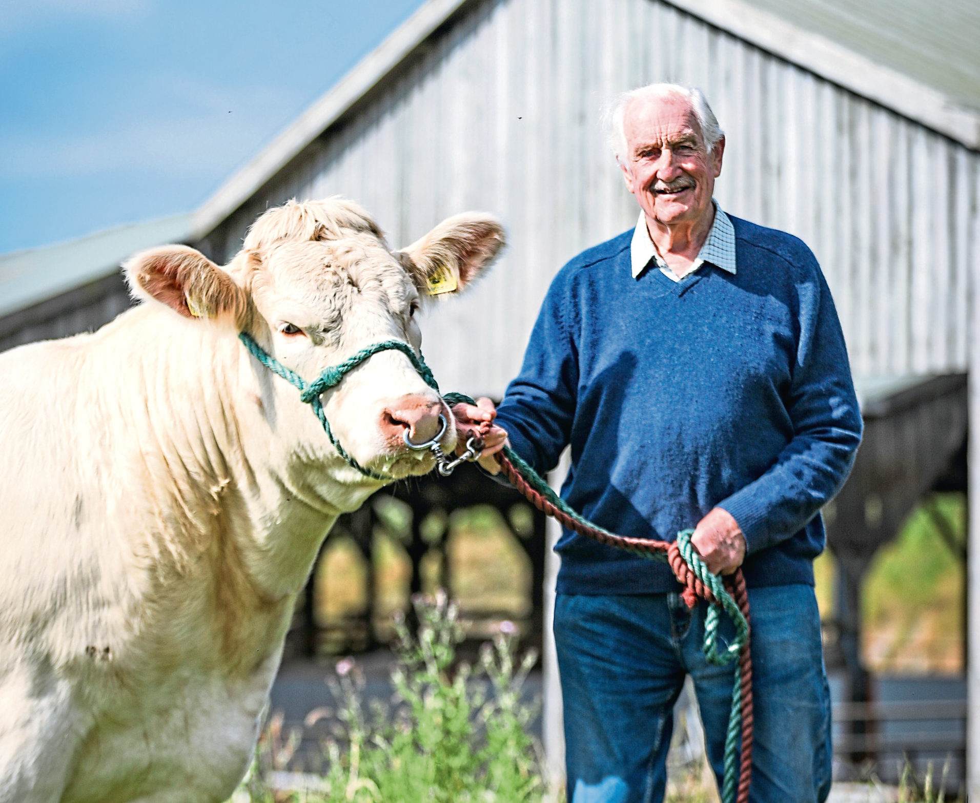 Major David Walter has been breeding Charolais cattle for 50 years.
