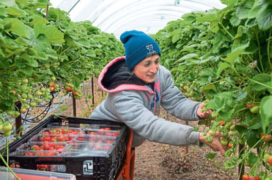 The UK Government’s pilot seasonal agricultural workers scheme was criticised for not providing enough staff to meet Scotland’s requirements.