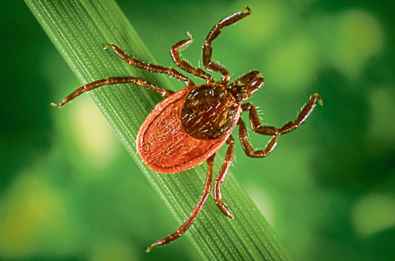 Blacklegged tick (Ixodes pacificus) on a leaf, carrier of the Lyme disease, 2005. Image courtesy Centers for Disease Control (CDC) / James Gathany, William L. Nicholson. (Photo by Smith Collection/Gado/Getty Images)