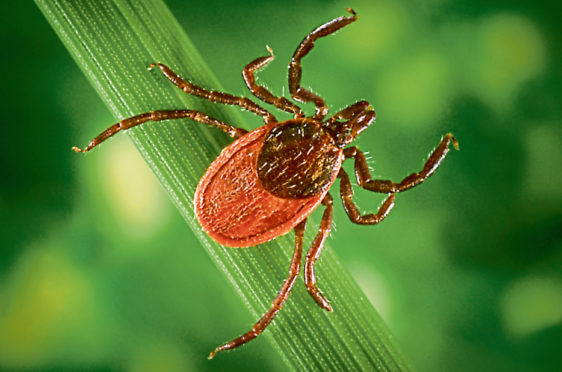 Blacklegged Tick (stock image).