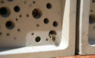 Solitary bees can nest in the Bee Brick.