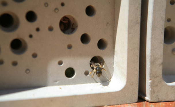 Solitary bees can nest in the Bee Brick.