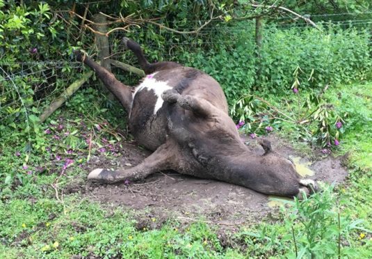 The cow at Lower Luthrie Farm escaped through a get left open.