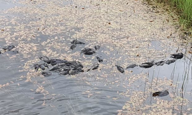 The dead young birds in Loch Freuchie.