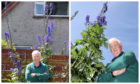 Graham Wise of Broughty Ferry, with his 10ft 6ins Delphinium, which could be a record.
