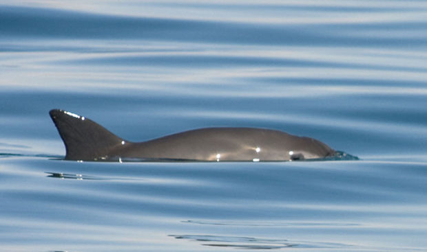 A vaquita porpoise