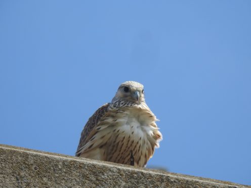 Seabirds on the Isle of May had a bird-of-prey among their number.