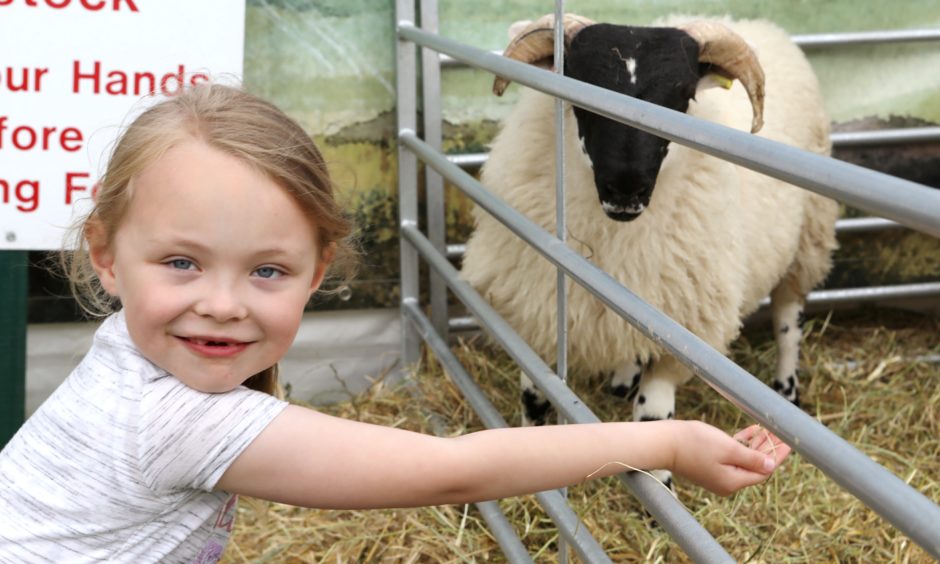 Sarah Petrie (6) from Kirkcaldy feeding the sheep at Scottish Game Fair in 2019.