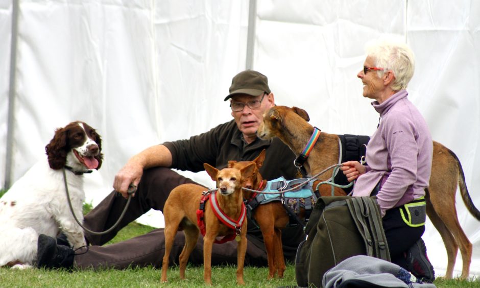 Scottish Game Fair at Scone Palace,Perth, time to relax with the dogs.