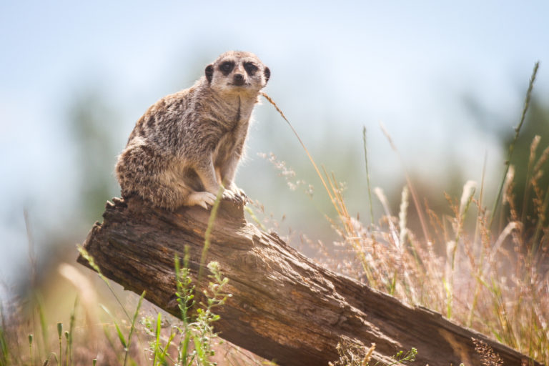 VIDEO Meet the residents of Fife Zoo as site prepares to public through its doors