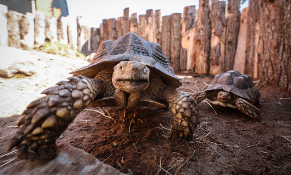 Fife Zoo is to open to the public today after years of refurbishment and investment by Briony Taylor and Michael Knight and family. Picture shows sulcata tortoises at Fife Zoo.
Picture by Kris Miller / DCT Media.