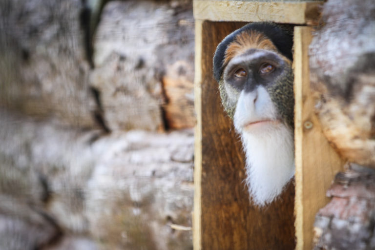 VIDEO Meet the residents of Fife Zoo as site prepares to