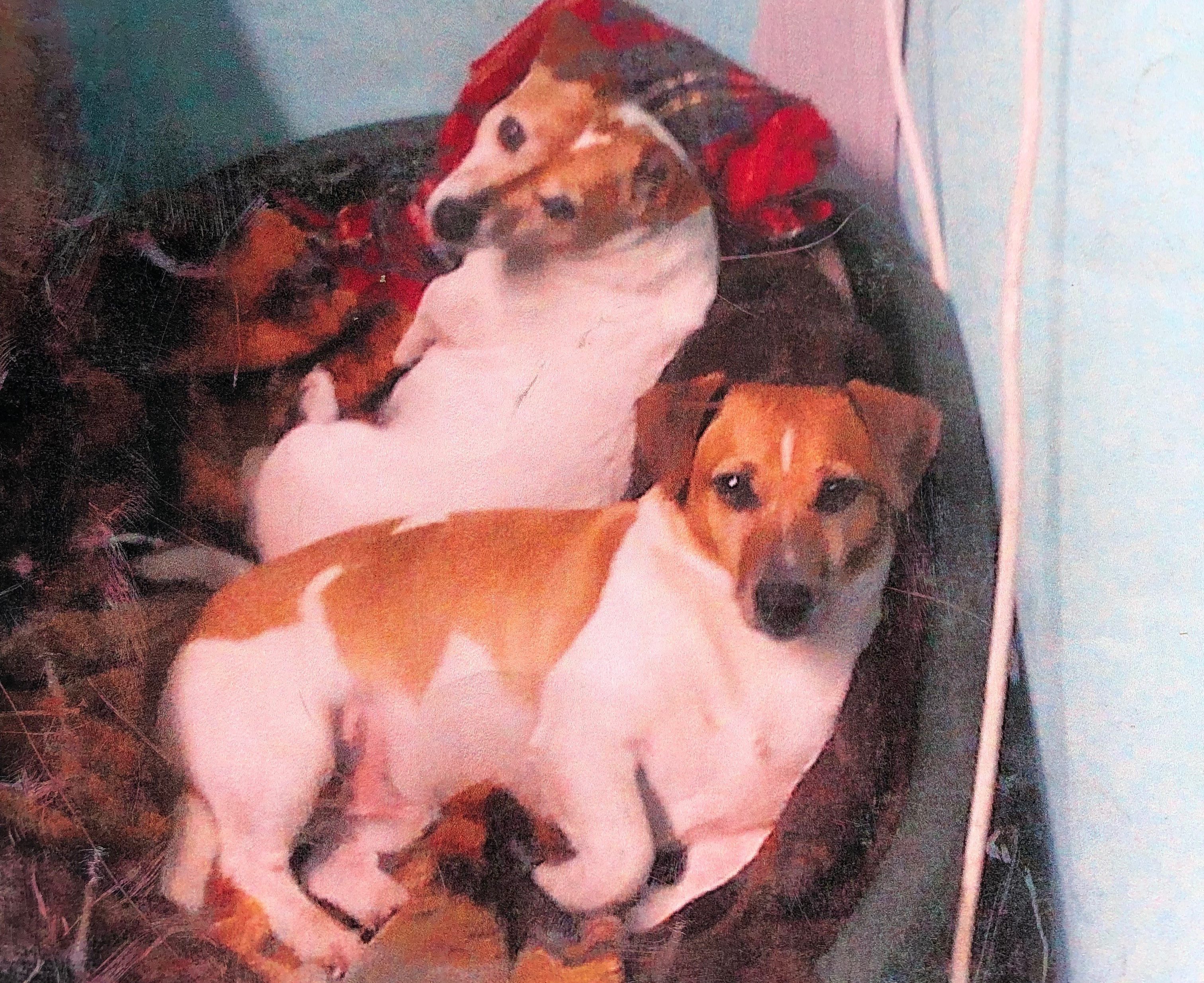 Max (front) was killed on July 20 last year.