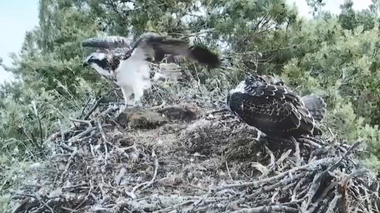 The first osprey chick PH5 gets ready to take flight at Loch of the Lowes