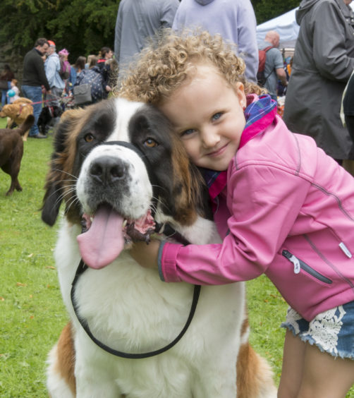 Ariella Grant (3) with her  St Newfie Everest.