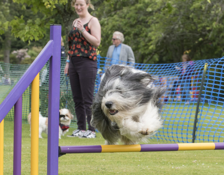 Perry the bearded Collie shows his jumping skills at the Dog Agility course.